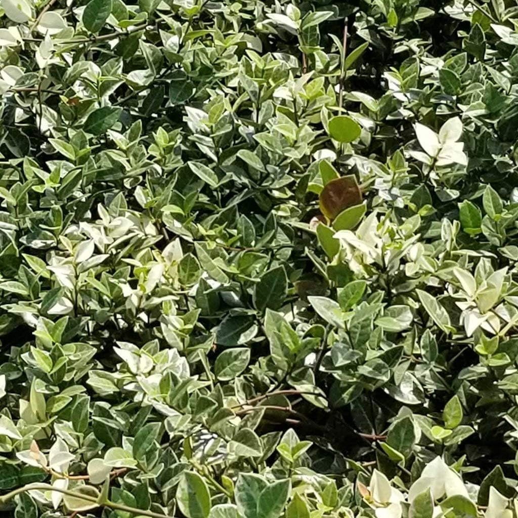Variegated Asiatic Jasmine Minima  3 Live Plants  Easy-Grow Ground Cover  Lush, Trailing Green and White Foliage  Perfect for Gardens and Landscape Borders  Hardy Evergreen Plant