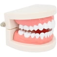 thumbnail image 2 of Modelo dental de demostración CHAO de PVC 9,2 x 7,5 x 5,1 cm, 2 of 5
