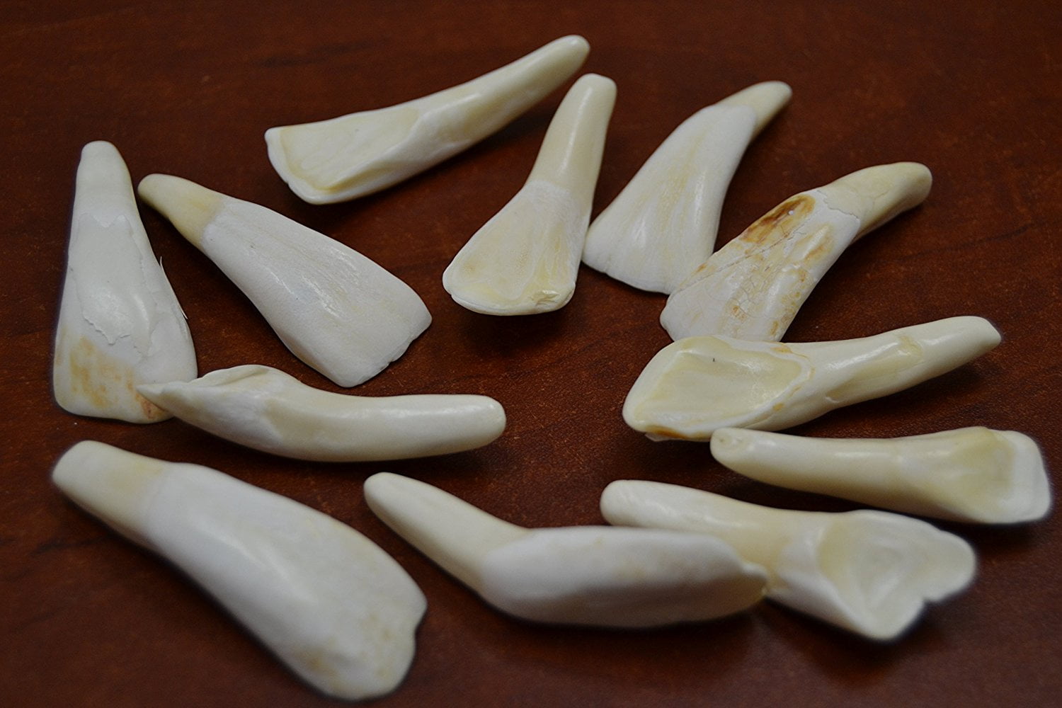 12 Pcs Genuine White Buffalo Teeth Tooth Craft, Nice white buffalo