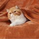 thumbnail image 2 of Manta polar para cama, color naranja quemado, 130 x 180 cm, 300 g/m², 2 of 7