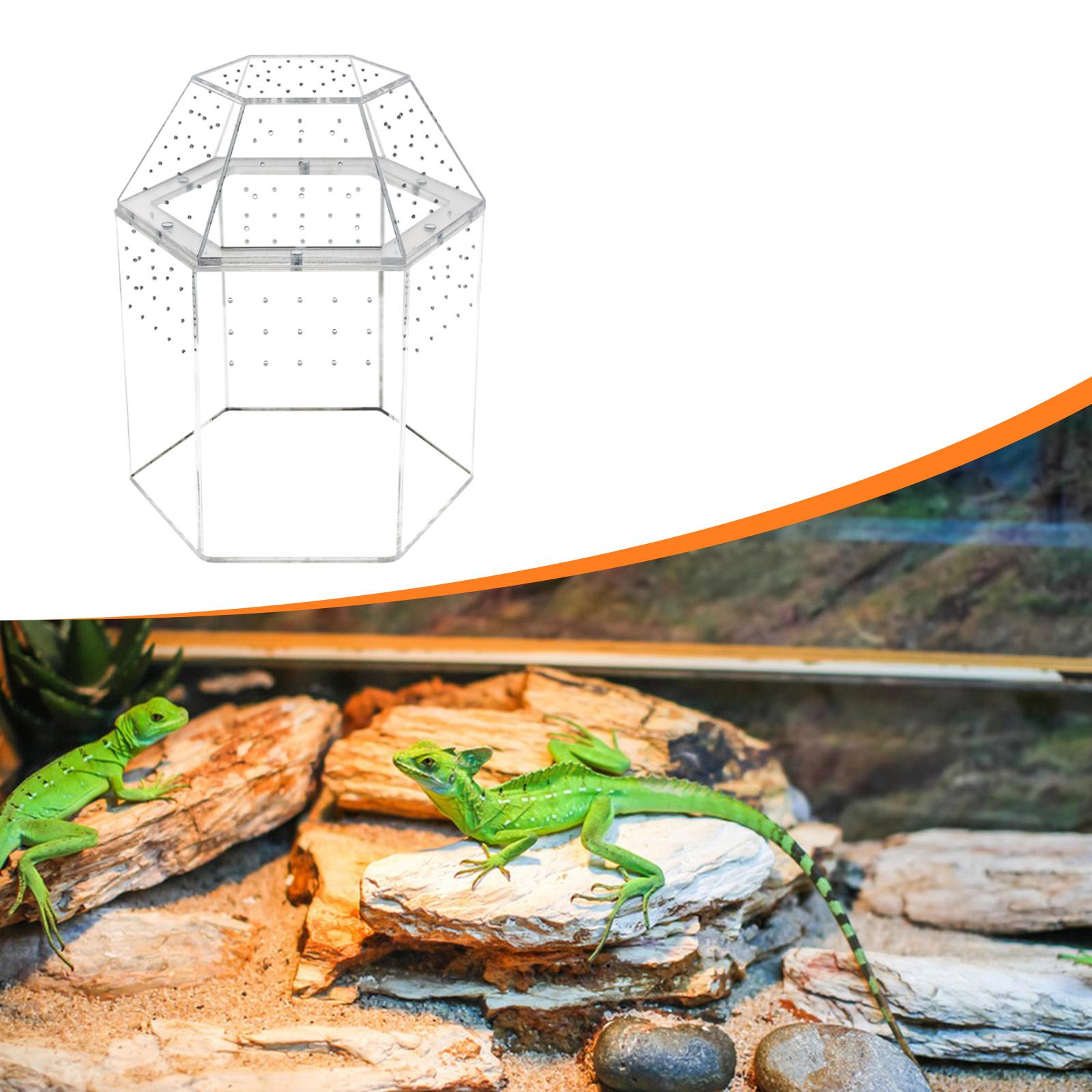Reptile Tank Tarantula Enclosure Small Breeding Box Lightweight Acrylic Construction Suitable for Display and Desk Decor