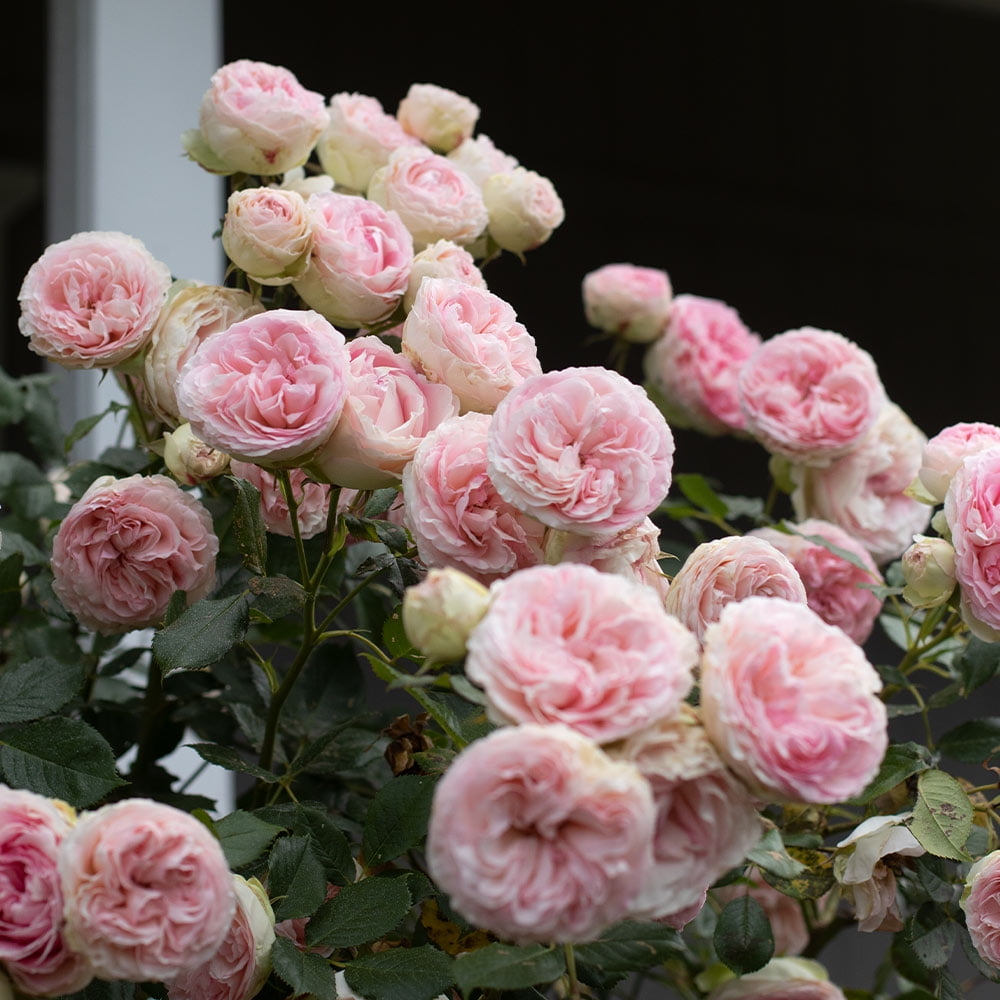 Heirloom Roses Eden® Climbing Plant 10' Pink Climbing Rose Live Plants in 1 Gallon Container