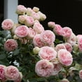 Heirloom Roses Rose Bush The Eden® Climbing Plant , Live Plants For Outdoors , Pink Climber