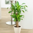 thumbnail image 2 of Brighter Blooms - Dracaena' Corn Plant, 3 gal - No Shipping to AK, AZ, HI, 2 of 3