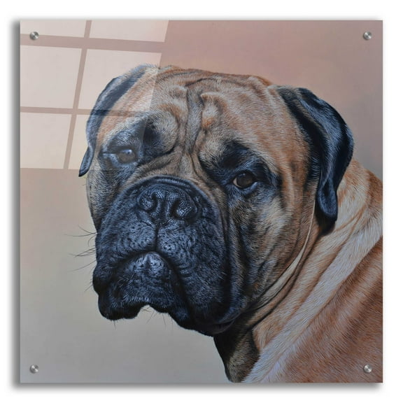 Epic Art 'Stanley' by Sam Dolman, Acrylic Glass Wall Art, 24"x24"