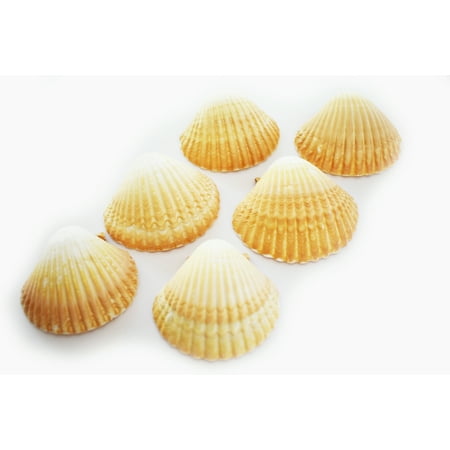 - Set of 6 Mexican Deep Scallops 2 1/2-3