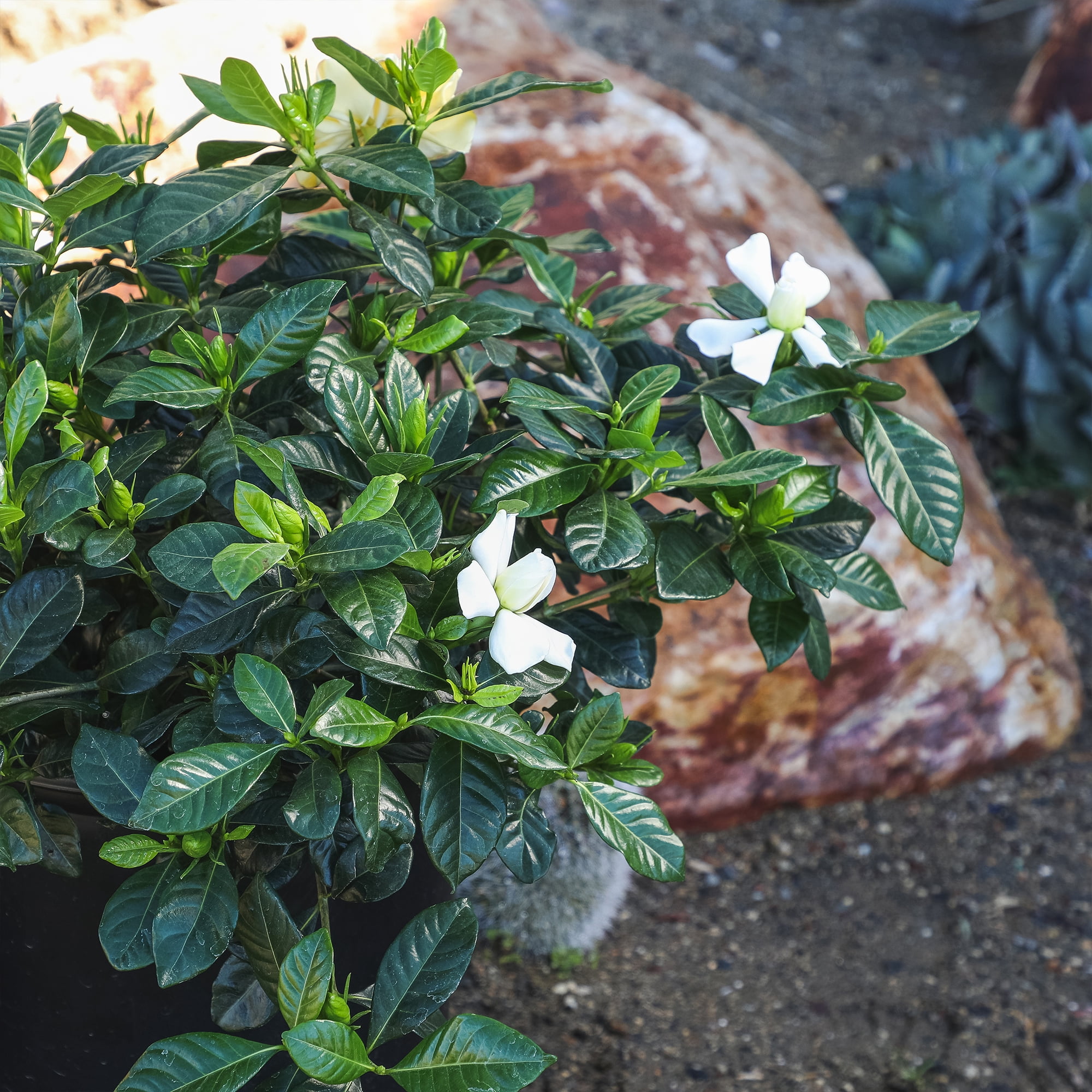 Altman Plants 1Gal Gardenia Jasminoides Live Plant with Grower Pot