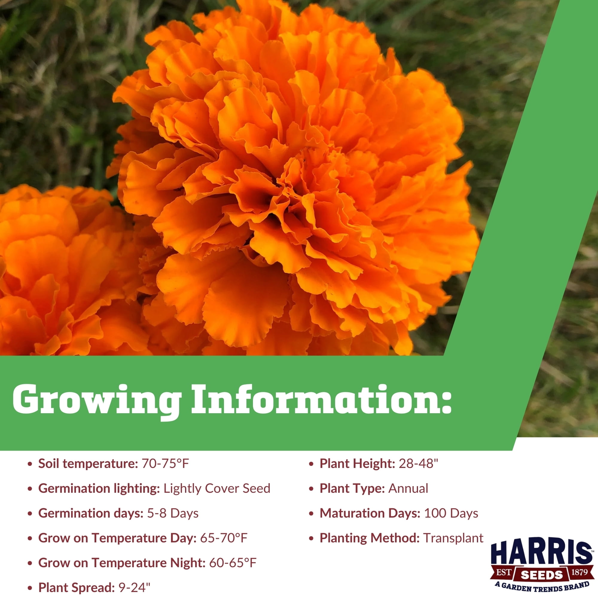 Harris Seeds - Marigold Coco Deep Orange Seeds - Deep Orange Blooms - 250 Seeds