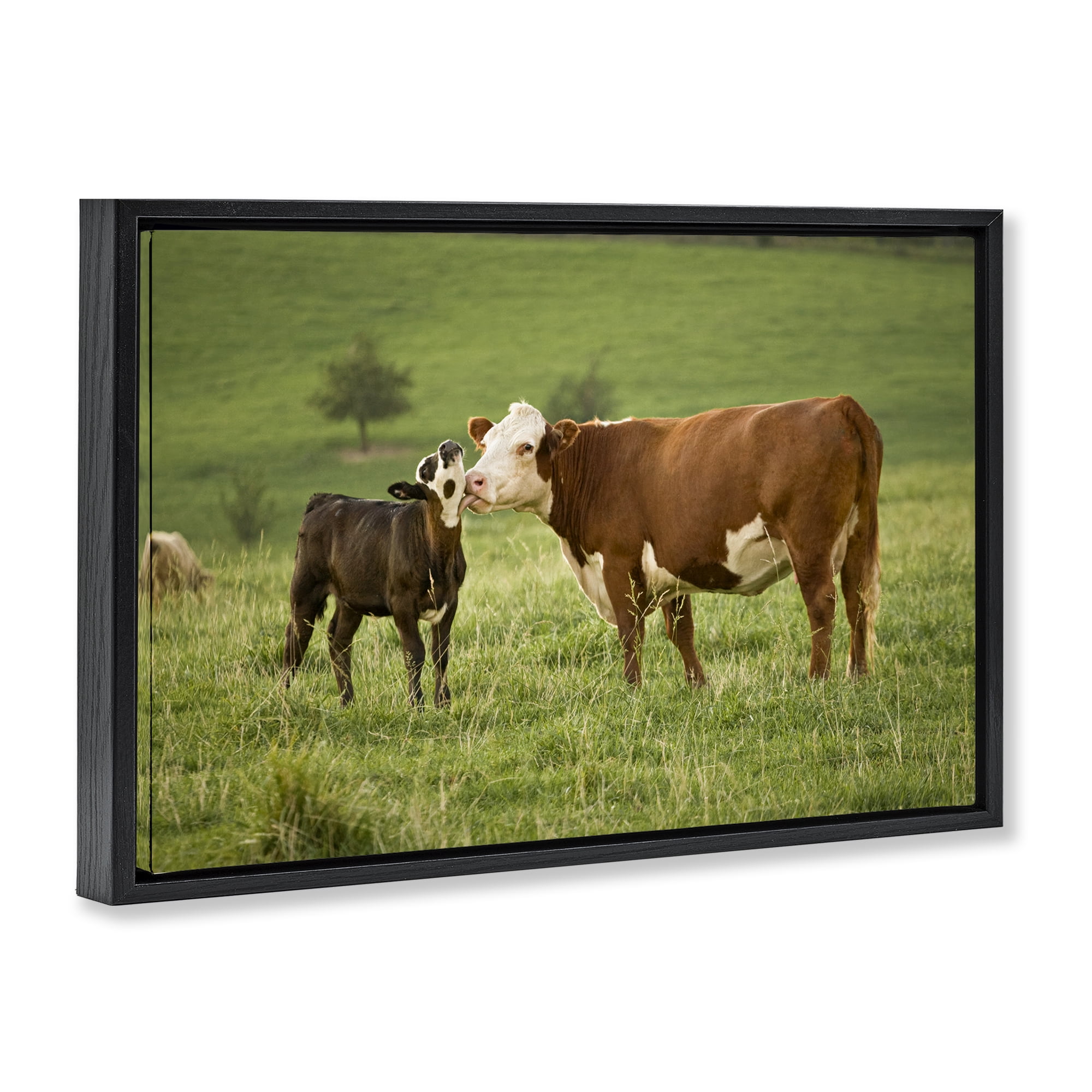 Stupell Industries Cow & Calf Preening Animals Photography Black Floater Framed Canvas Art Print Wall Art, 25 x 17