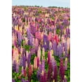 thumbnail image 5 of Russell Lupine Seeds/ Perennial/ Full Sun/10 Seeds 1/4 Gram/ Zellajake Farm and Garden - B143, 5 of 5