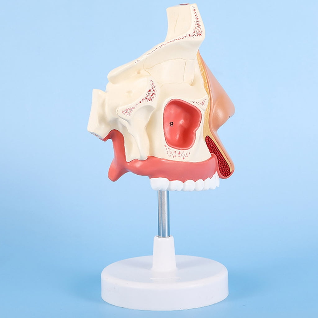 Anatomical Nasal Cavity Model Life Size Nasal Anatomy Model Model