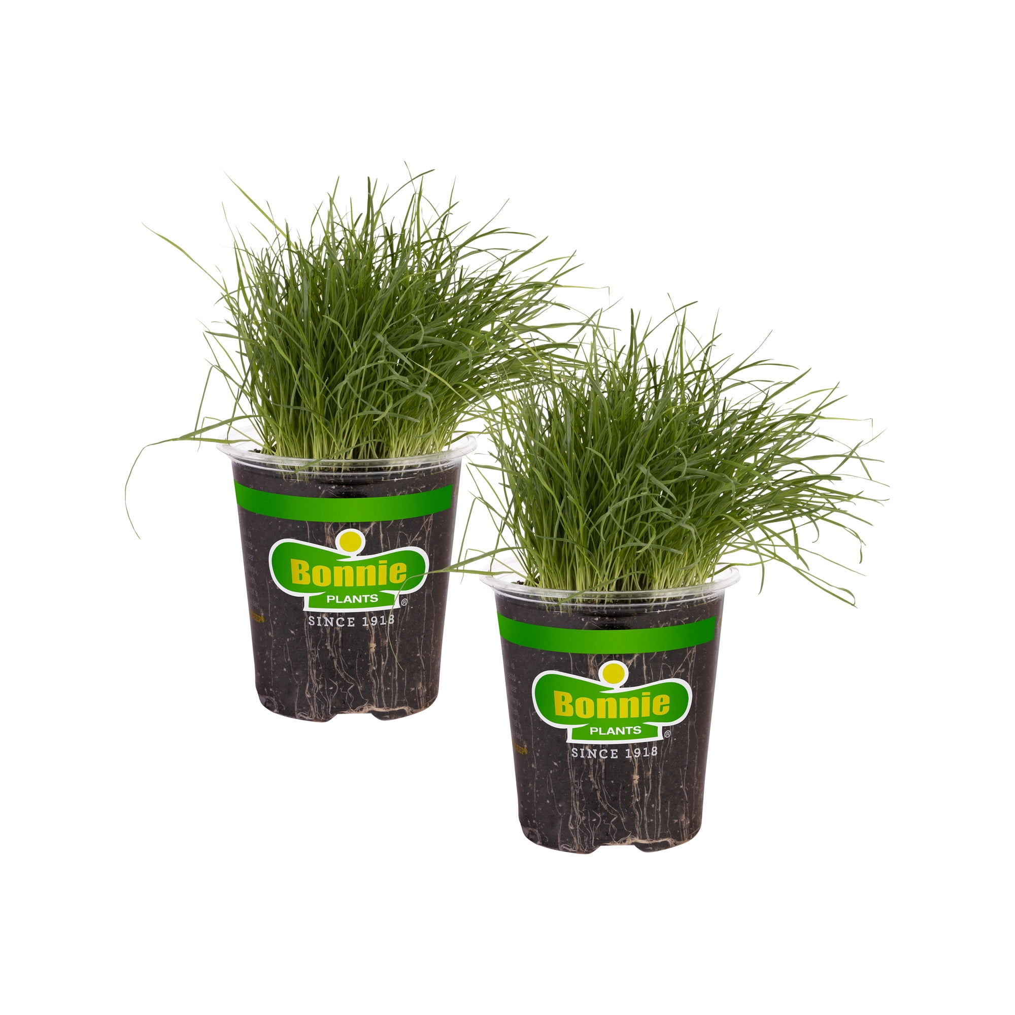 buy zz plant online india Buy Rare Black ZZ Plant Sapling (1pc) | Only Rs.119/- main image 0