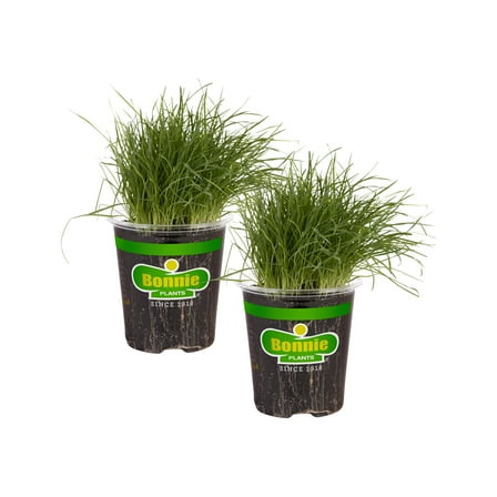 Bonnie Plants Pet Grass 19.3 oz. 2-Pack