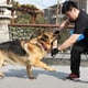 thumbnail image 4 of Almohada de Mordedura de Abrenamiento para Perros, Tirón de Perro DiverTido Juguete Portátil para Usar para Todos los Tamamos Perros, 4 of 7