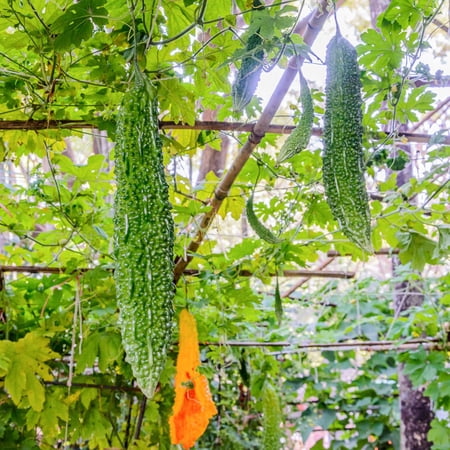 Bitter Melon Plant, Bitter Gourd Plants in 4 Inch Pot, Asian Vegetable Plant