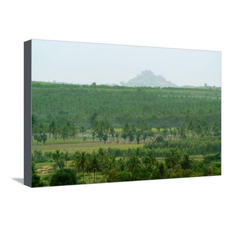 View of Bangalore Plateau with Palm Plantation and Granite Outcrop Stretched Canvas Print Wall
