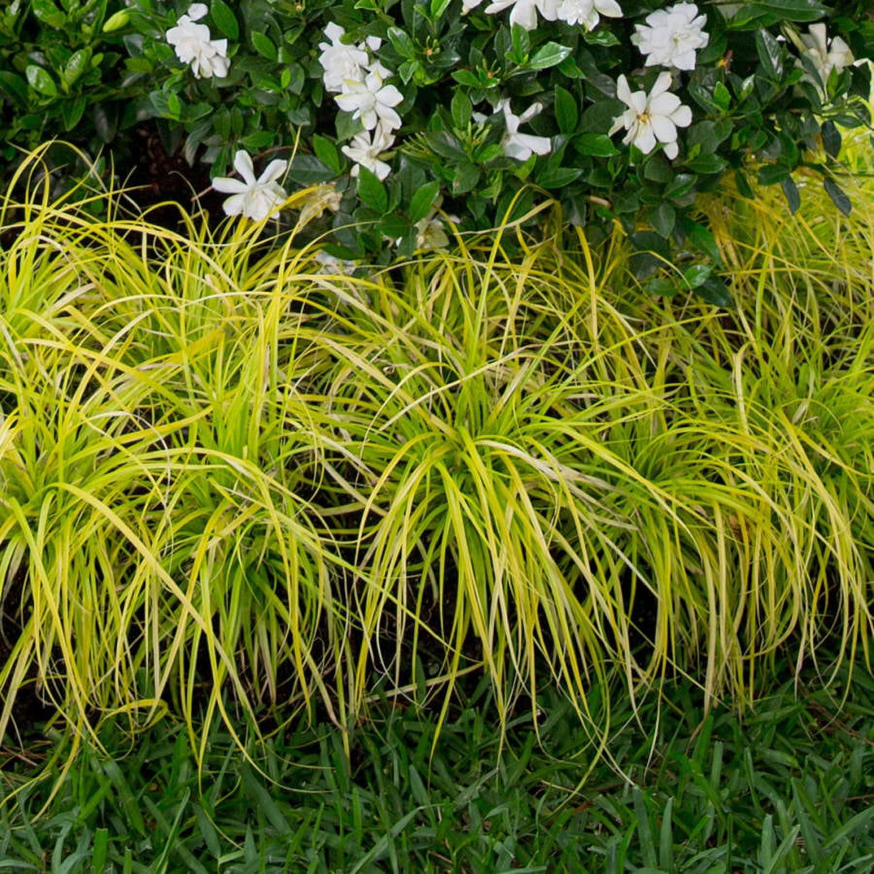 Southern Living EverColor Everillo Carex 'Sedge' Live Shrub in 2.5-Quart Grower Pot