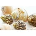 thumbnail image 2 of Select 15 Hermit Crab Shells Assorted Changing Seashells SMALL 3/4"-2" Size (opening size 3/8" - 1 1/4") Beautiful, 2 of 7