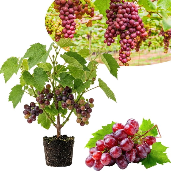 Seedless Grape Vine Plant Live, Fruit Plant, 4-6 Inch Tall