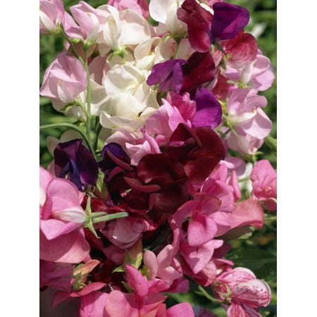 Sweet Pea Wedding Flowers - Bunch of Sweet Pea Flowers, Lathyrus Odoratus Old Fashioned Mixed Taken in August Print Wall Art By Michael Black