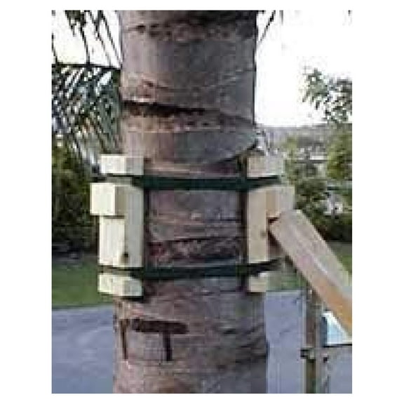 Palm Tree Brace