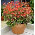 thumbnail image 3 of Exotic Heirloom Vancouver Centennial Geranium-Inside/Out- 4" Mini Hanging Basket, 3 of 3