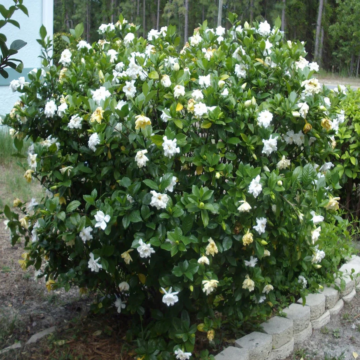 Expert Gardener 1-1.5 ft Gardenia - August Beauty Live in Shrub in 3- Gallon Grower Pot
