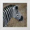 thumbnail image 3 of Dana Underdahl 12x12 White Modern Wood Framed Wall Art Titled - Sarari Zebra VII, 3 of 5