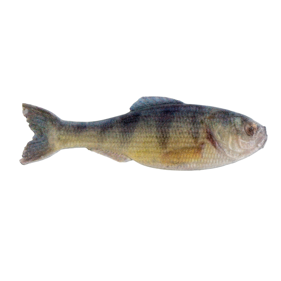 6th Sense Panorama Soft Bait, 2.0", Live Yellow Perch
