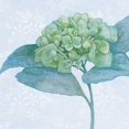 thumbnail image 2 of Blue Hydrangea II Poster Print by Beth Grove (24 x 24), 2 of 2