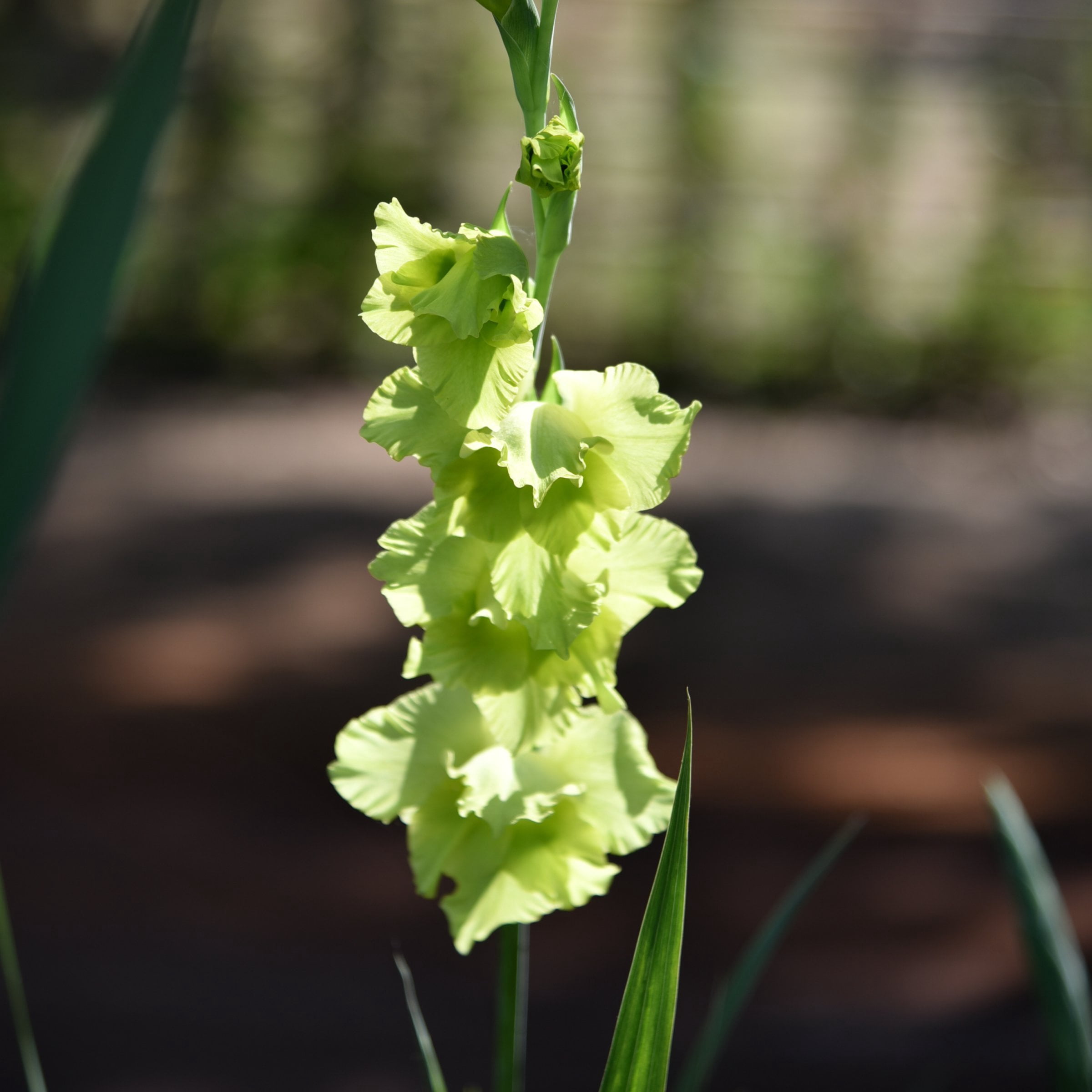National Plant Network Gladioli Bowie Bulbs (10-Pack)