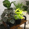 thumbnail image 3 of Classic House Plants (4PK) - Live Plants - Air Purifying Easy Plant Pack - 4.25 in Pots - Element by Altman Plants, 3 of 14