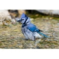 thumbnail image 2 of Day, Richard and Susan 14x11 Black Ornate Wood Framed with Double Matting Museum Art Print Titled - Blue Jay-Cyanocitta cristata-bathing Marion County-Illinois, 2 of 4
