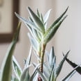 thumbnail image 3 of Artificial Plant Aloe Arborescens Potted Plant 12" Tall, 3 of 4