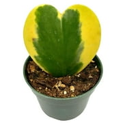 Hoya Variegated Kerrii Heart, in a 4 Inch Pot, Sweet Heart Plant, Heart Shaped Leaf, Valentine