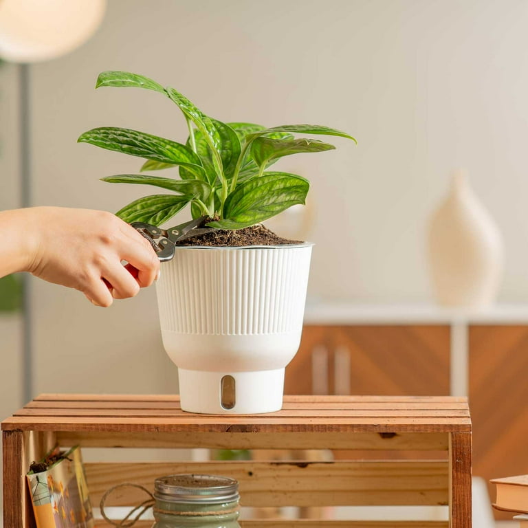 green plant☆様ご依頼用 Amazon.com : Premium Carnivorous Plant Food Spray by Perfect