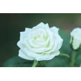 thumbnail image 4 of Flower Shaped Solar Light for Garden Decoration - White, 4 of 5