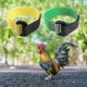 thumbnail image 3 of Collar de pollo ajustable YONGSHENG 2pcs Anti-cock Crowing Azul Amarillo Verde 20,5 cm x 2 cm, 3 of 3