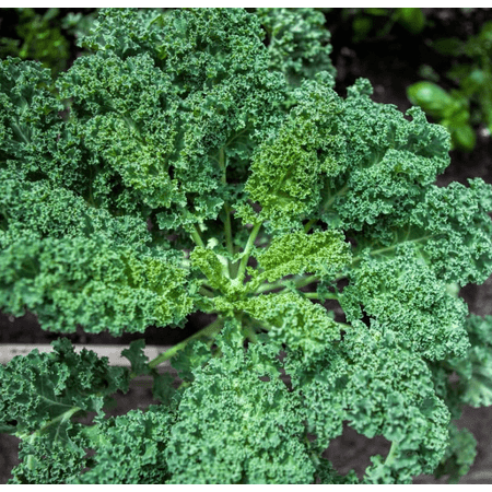Set of 2 Blue Kale Live Plants in 4 Inch Pots, 4–6 Inch Tall Vegetable Starter Plants, Fresh Kale for Outdoor Garden or Container Growing