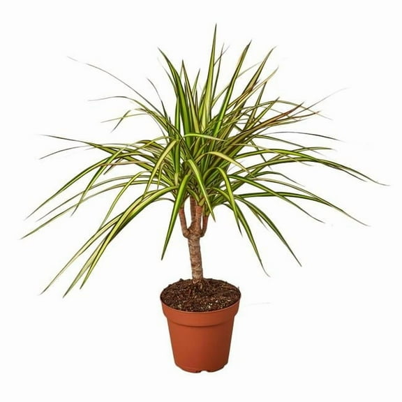 House Plant 4-DRACAENA-MARGINATA.SUNRAY Sunshine Dracaena Marginata Plant in 4 in. Pot
