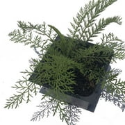 Yarrow Plant, (Achillea millefoleium) 2.5 inch pot