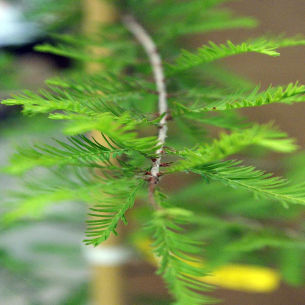 Expert Gardener 2-3 ft tall Bald Cypress Live Tree in 5-Gallon Grower Pot