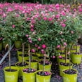 thumbnail image 5 of Brighter Blooms - Pink Knock Out® Rose Tree, 3-4 ft. - No Shipping to AK, AZ, HI, 5 of 7
