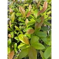 thumbnail image 5 of 2 Southern Magnolia in a 3.5 inch pot, 5 of 5