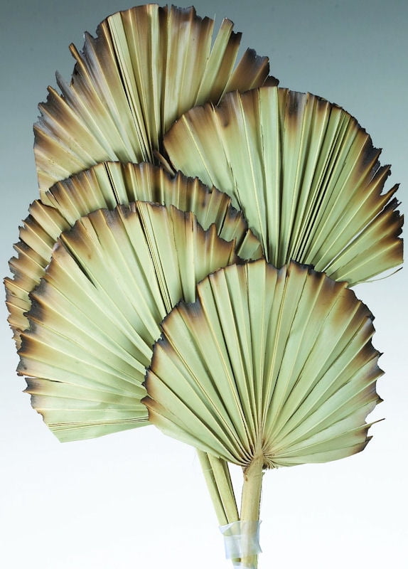 Dried Sun Palm Leaf Fans 5in. x 20in. , 5 pieces per bunch Single Bunch Natural
