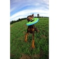 thumbnail image 2 of Chuckit! Zipflight! (jouet pour chien moyenne), 2 of 4