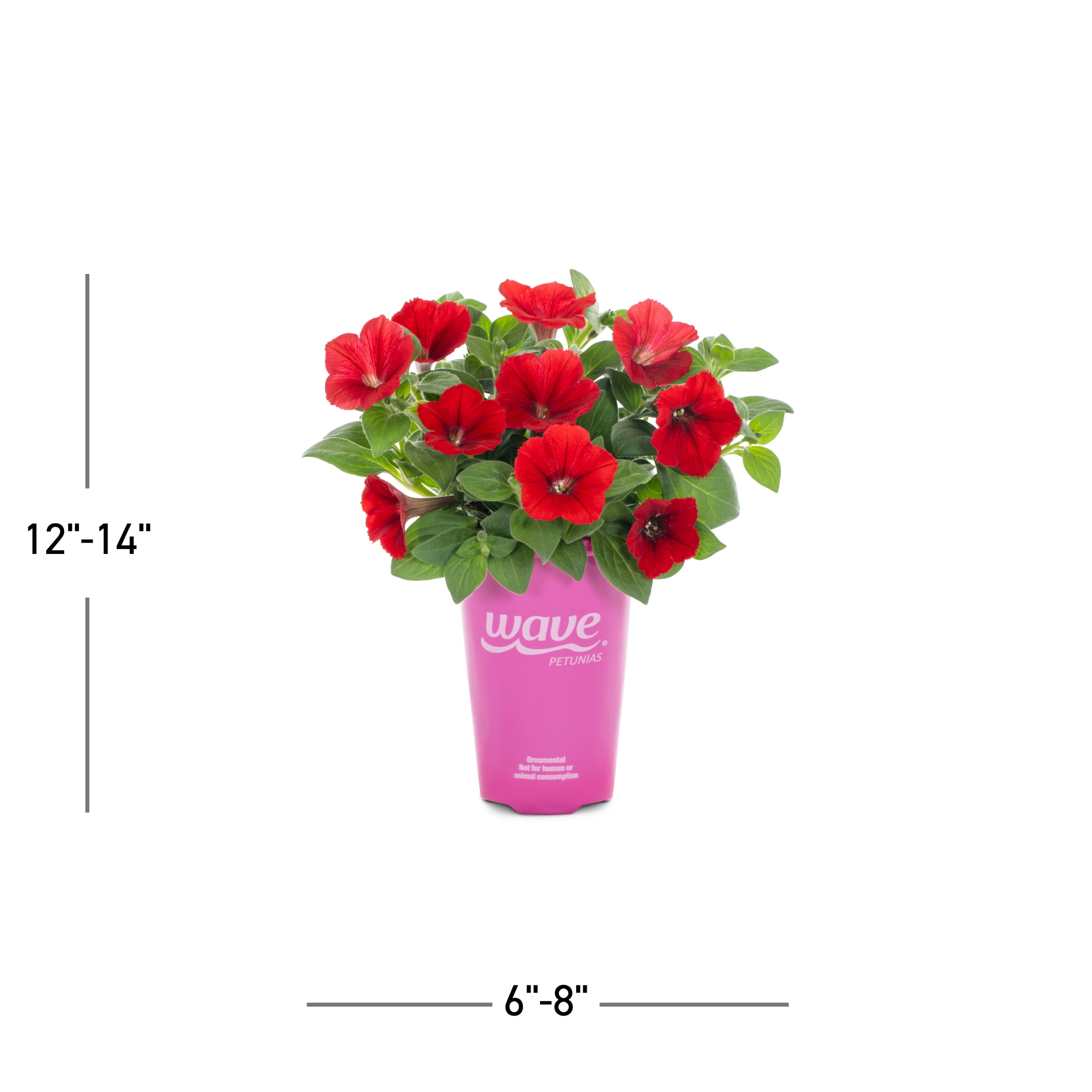 Wave 1.5PT Red Petunia Live Annual Plant Sun 5-Pack