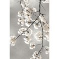 thumbnail image 3 of Bennett, Kate 11x14 Black Modern Framed Museum Art Print Titled - White Blossoms on Silver III, 3 of 5