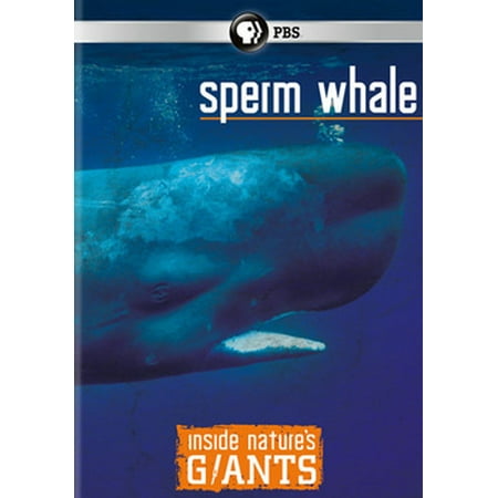 Inside Nature's Giants: Sperm Whale (DVD) (Best Place To See Sperm Whales)