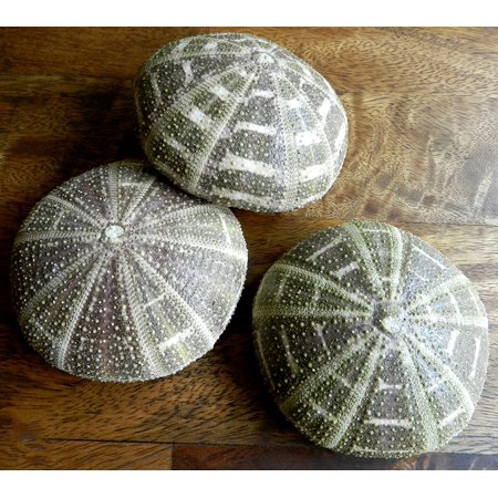 3 Alphonse Sea Urchins Large Purple Urchin Shells Walmart Com